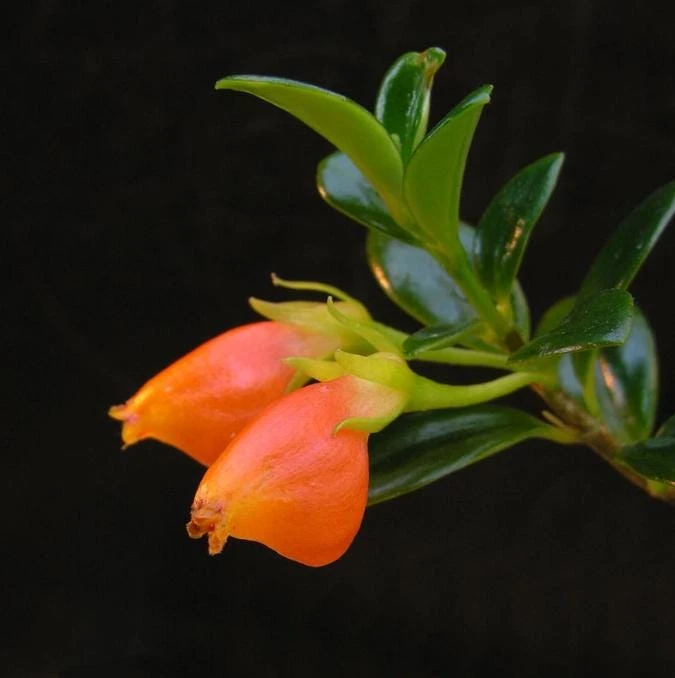 Goldfish Plant Live Plant – 3-6" Tall in 3-4" Pot – Trailing Orange Blooms - Image 1
