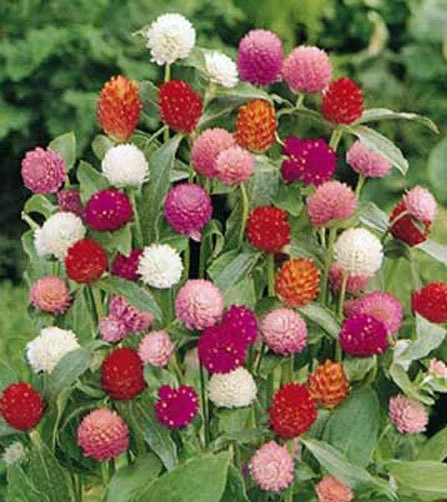 Gomphrena globosa Globe Amaranth Mixed Seeds - 10 Seed Packet - Image 1