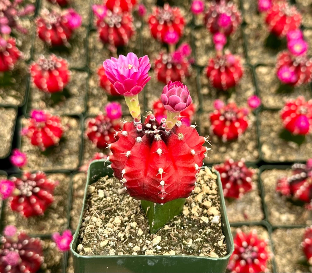 Grafted Gymnocalycium Friedrichii Live Cactus Plant – Rare Species in 3" Pot - Image 1