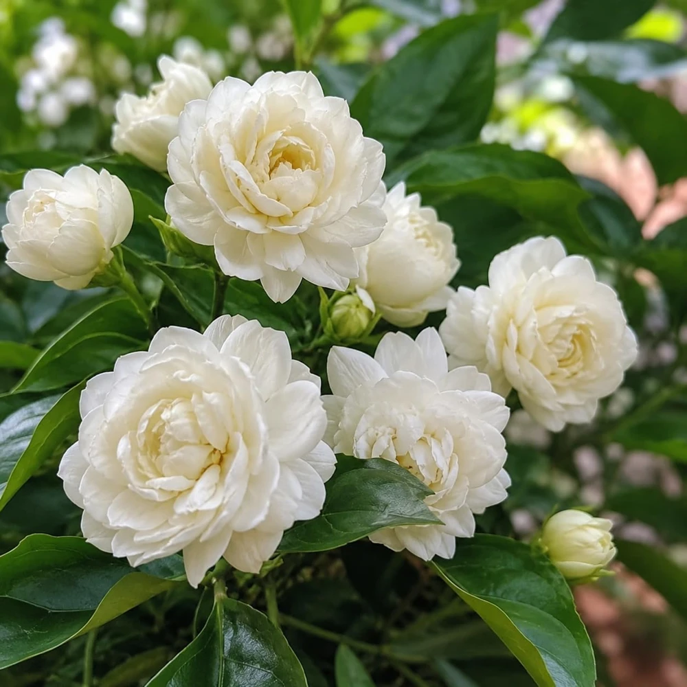 Grand Duke Jasmine Live Plants, Set of 2, 4-8 Inch, Fragrant White Flowers - Image 3