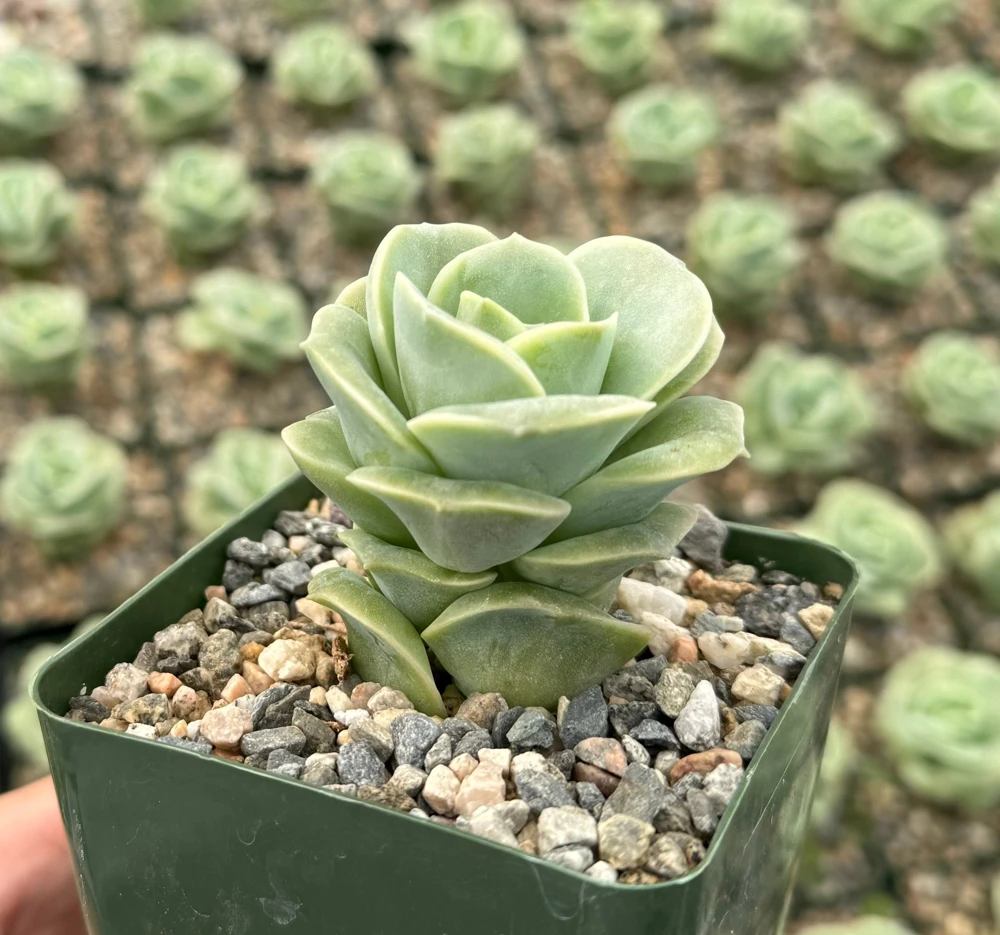 Graptoveria Lovely Rose Succulent Live Plant - Green Rose in 3" Pot - Image 1