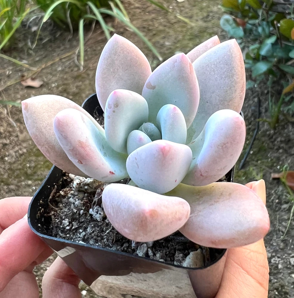 Graptoveria Opalina Live Plant – Small Pink Succulent in 2.5'' Pot – Indoor/Outdoor - Image 1