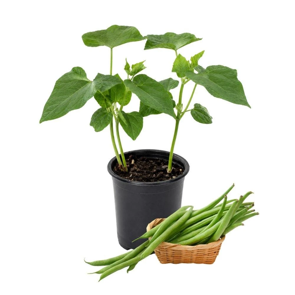 Green Bean Live Plant - 2 Plants in 4-inch Pot - Easy Vegetable Garden Starter - Image 1