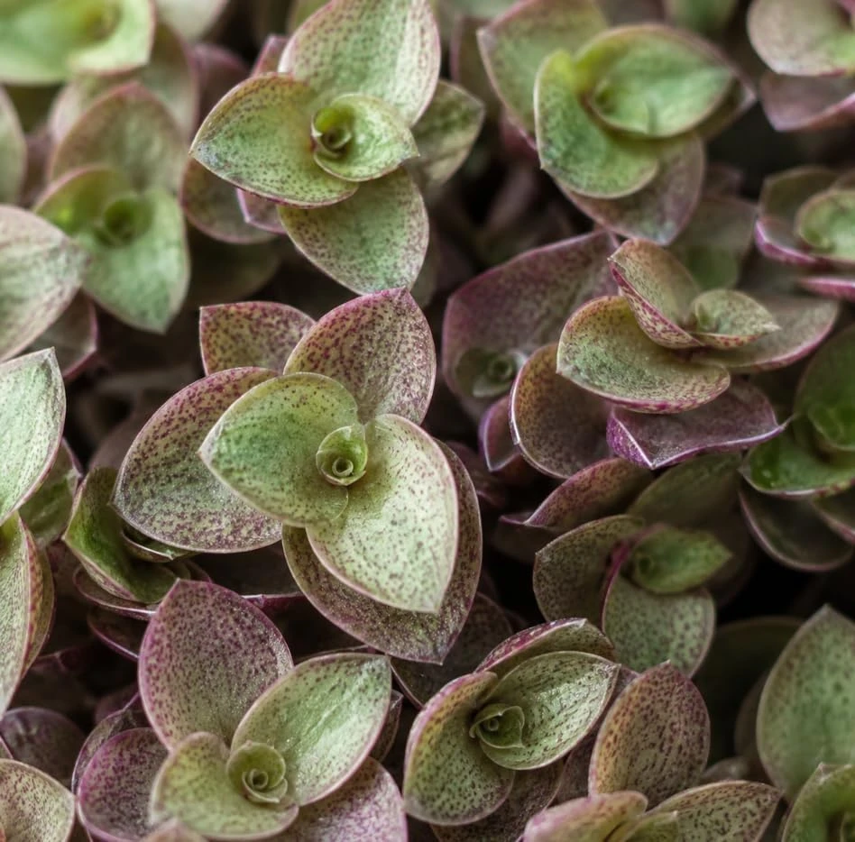 Green Callisia Repens Live Plant - Miniature Wandering Jew Houseplant, 4 Inch Pot - Image 2