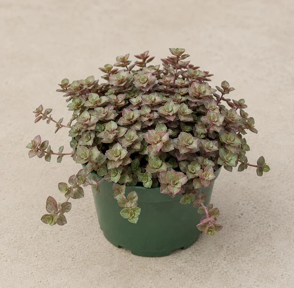 Green Callisia Repens Live Plant - Miniature Wandering Jew Houseplant, 4 Inch Pot - Image 3