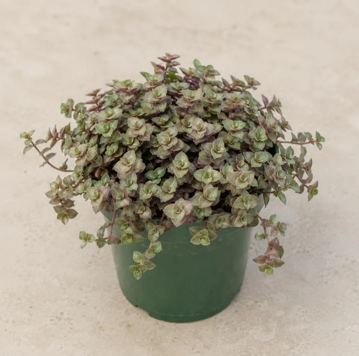Green Callisia Repens Live Plant - Miniature Wandering Jew Houseplant, 4 Inch Pot - Image 4