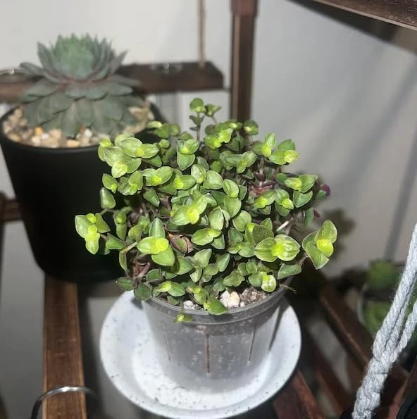 Green Callisia Repens Live Plant - Miniature Wandering Jew Houseplant, 4 Inch Pot - Image 5