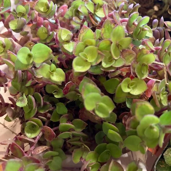 Green Callisia Repens Live Plant - Miniature Wandering Jew Houseplant, 4 Inch Pot - Image 6
