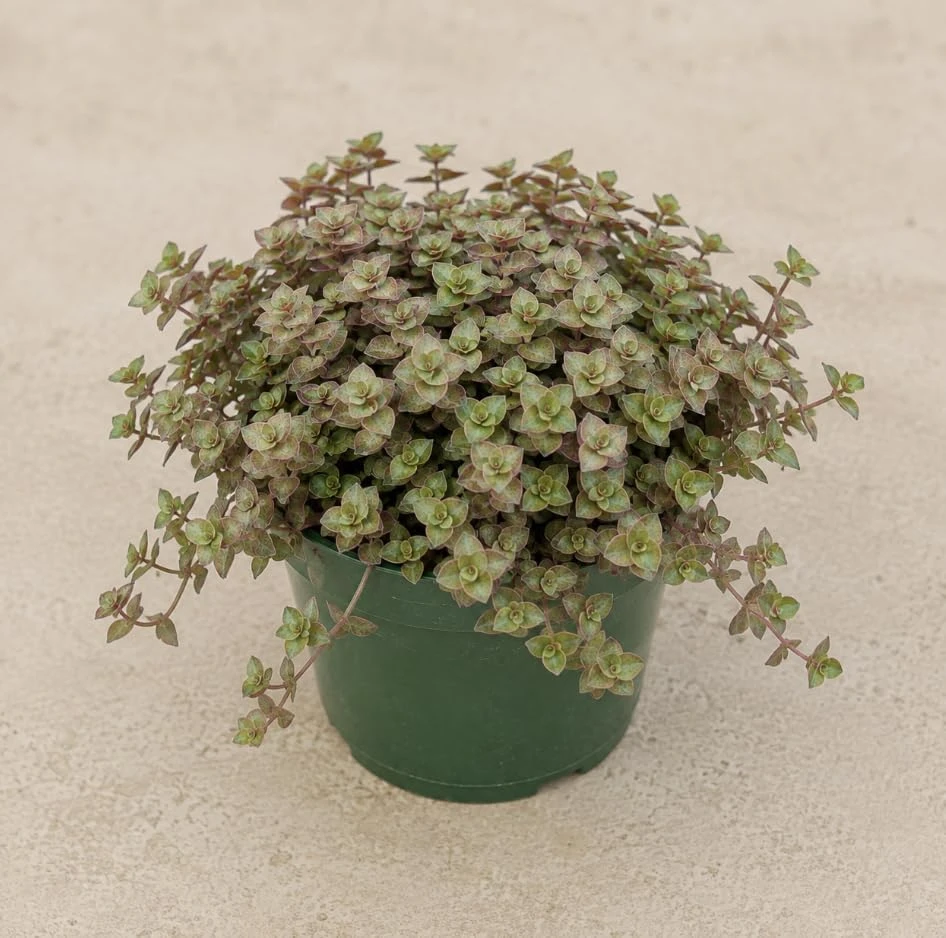 Green Callisia Repens Live Plant - Miniature Wandering Jew Houseplant, 4 Inch Pot - Image 1