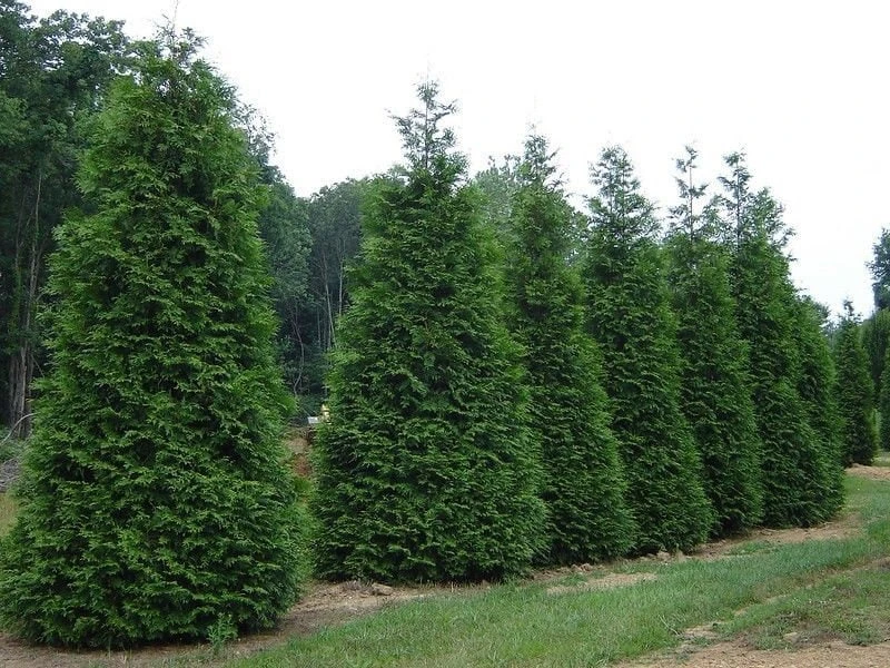 Green Giant Arborvitae Live Plant - 18-24" Thuja plicata, Trade Gallon Pot, Outdoor Privacy Tree - Image 1