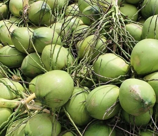 Green Malayan Coconut Tree – Dwarf Live Plant – 2-3 Ft Tall – 1 Gallon Pot – Tropical Fruit Tree - Image 3