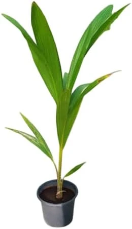 Green Malayan Coconut Tree – Dwarf Live Plant – 2-3 Ft Tall – 1 Gallon Pot – Tropical Fruit Tree - Image 7