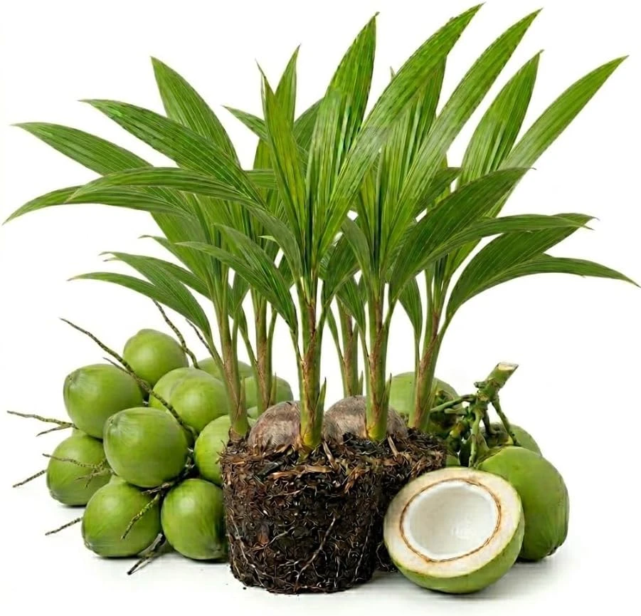Green Malayan Dwarf Coconut Tree Live Plant - 6-8 Inch Sprouted Fruit Tree - Image 1