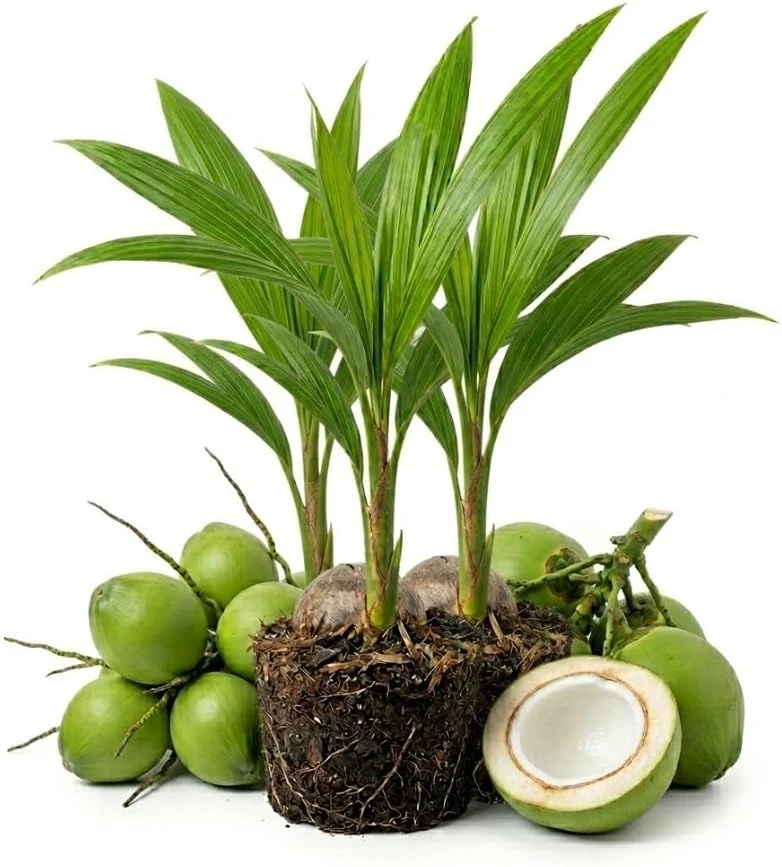 Green Malayan Dwarf Coconut Tree Live Plant - Freshly Sprouted, 6-8 Inch Tall Tropical Fruit - Image 1