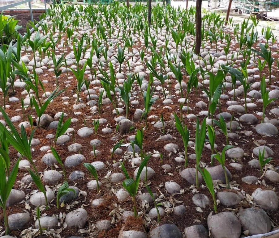 Green Malayan Dwarf Coconut Tree Live Plant, Sprouted, 6-8 Inch Tall - Image 4