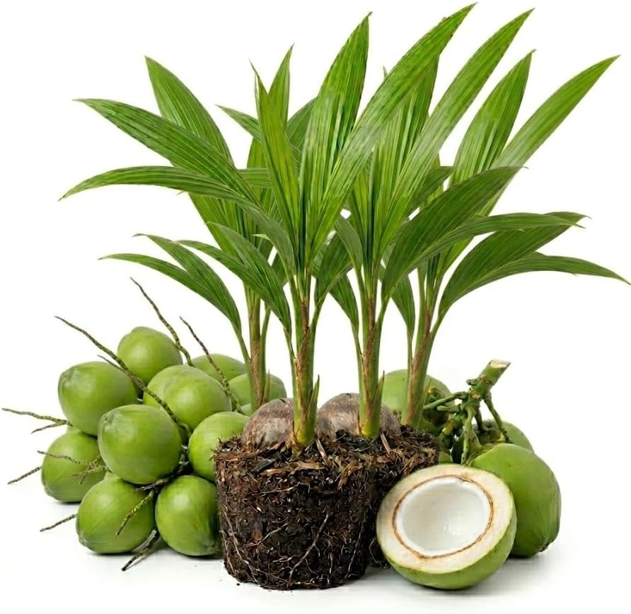 Green Malayan Dwarf Coconut Tree Live Plant, Sprouted, 6-8 Inch Tall - Image 1