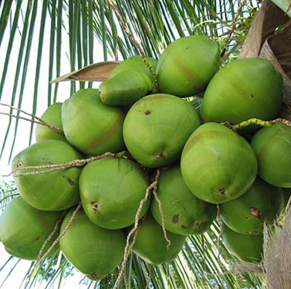 Green Malayan Dwarf Coconut Tree Live Plant, Sprouted, 6-8 Inch Tall - Image 5