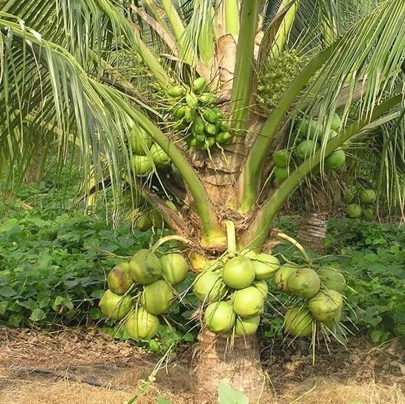 Green Malayan Dwarf Coconut Tree Live Plant, Sprouted, 6-8 Inch Tall - Image 6