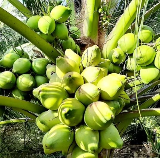 Green Malayan Dwarf Coconut Tree Live Plant, Sprouted, 6-8 Inch Tall - Image 7