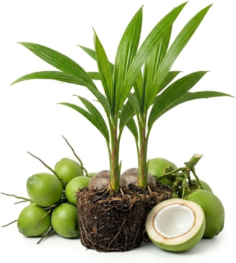 Green Malayan Dwarf Coconut Tree - Live Sprouted Plant - 6-8 Inches Tall - Image 1