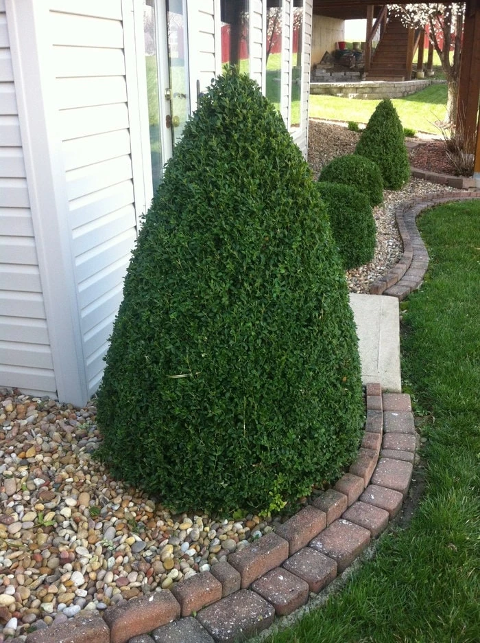 Green Mountain Boxwood Live Plant – 6-12 inch, Quart Pot – Evergreen Shrub - Image 1