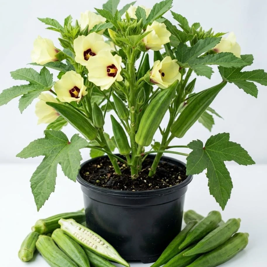 Green Okra Live Plant – Combo 2 Vegetable Starter Plants – 3-5 inches tall – 4 inch pot – Outdoor - Image 1