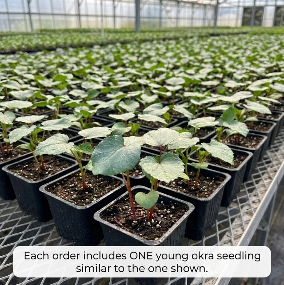 Green Okra Live Plants - 2 Pack, 3-5" Tall Vegetable Starter in 4" Pots - Image 2