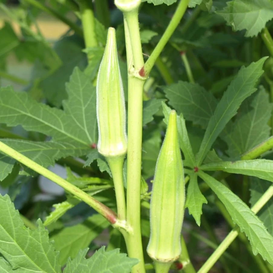 Green Okra Live Plants - 2 Pack, 3-5" Tall Vegetable Starter in 4" Pots - Image 4