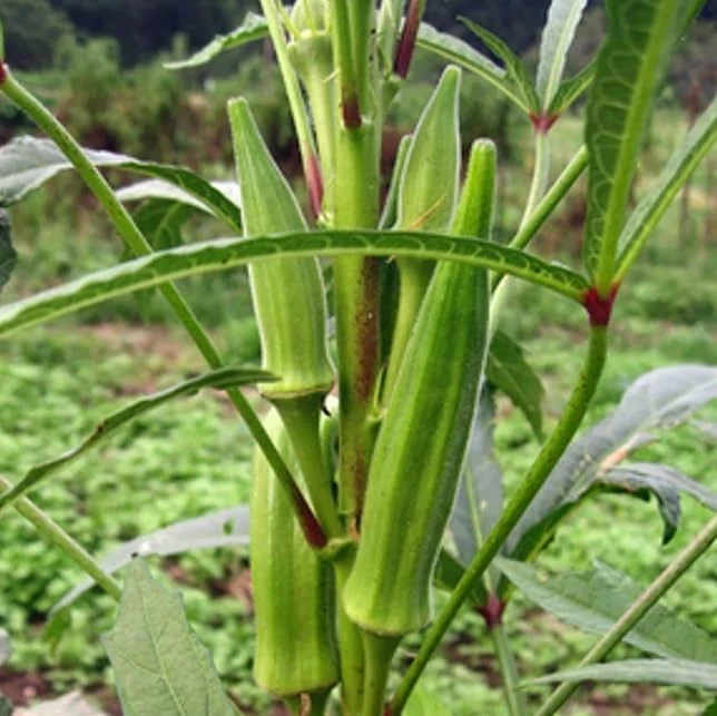 Green Okra Live Plants - 2 Pack, 3-5" Tall Vegetable Starter in 4" Pots - Image 6
