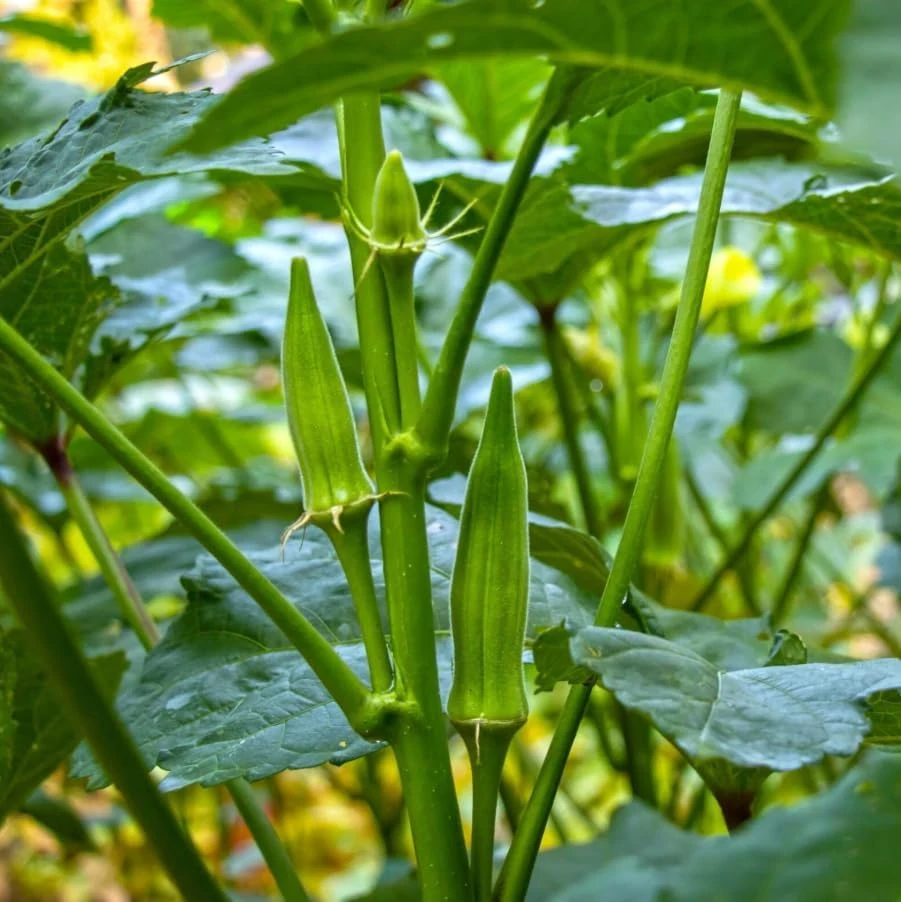 Green Okra Live Plants - 2 Pack, 3-5" Tall Vegetable Starter in 4" Pots - Image 7