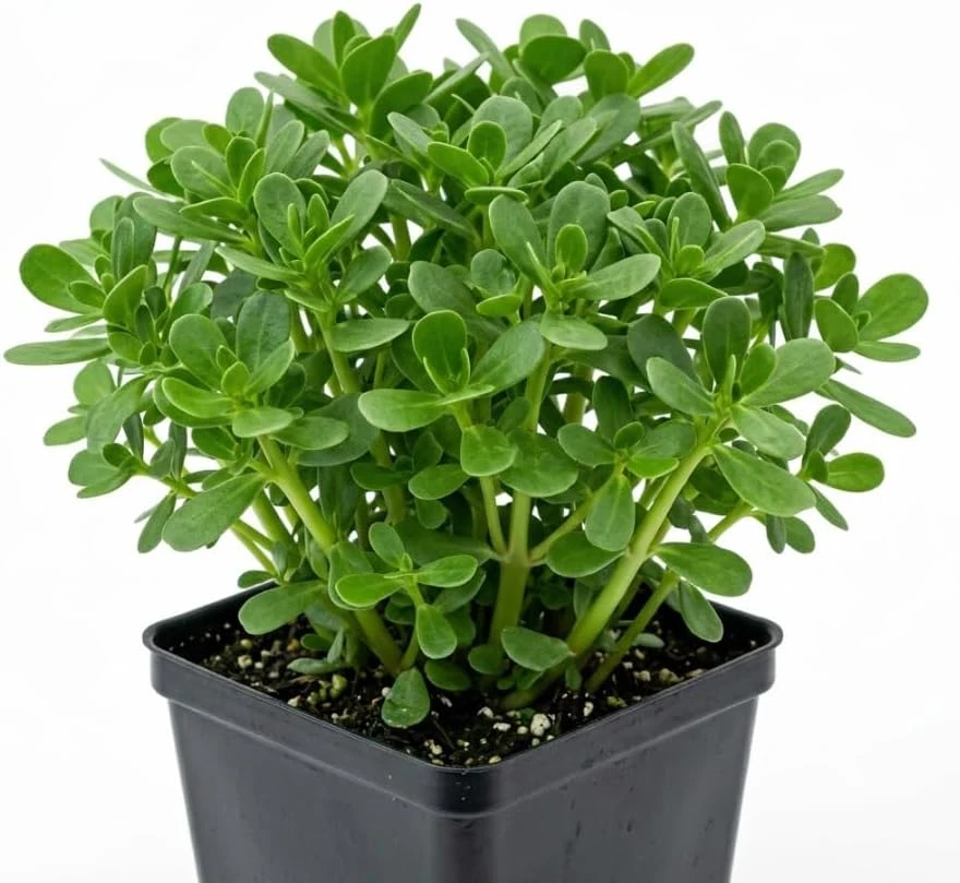 Green Purslane Live Plant – Edible Groundcover Herb – 4 inch Pot – Outdoor - Image 1