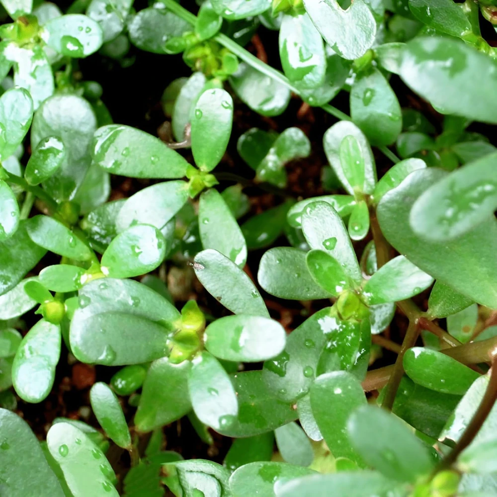 Green Purslane Live Plant - Edible Groundcover Herb, 4" Pot, Outdoor - Image 2