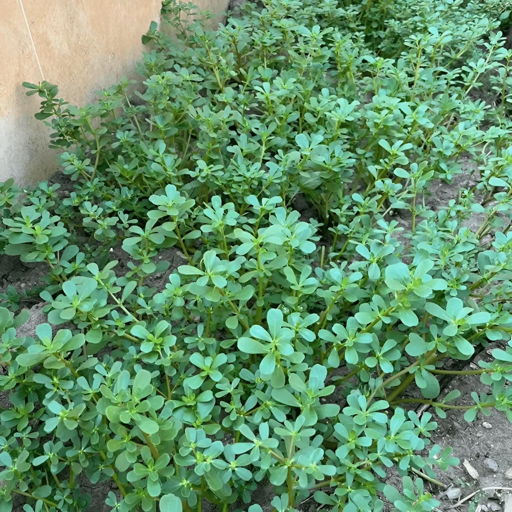 Green Purslane Live Plant - Edible Groundcover Herb, 4" Pot, Outdoor - Image 3