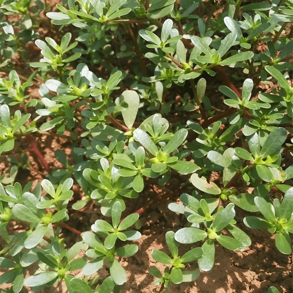 Green Purslane Live Plant - Edible Groundcover Herb, 4" Pot, Outdoor - Image 4