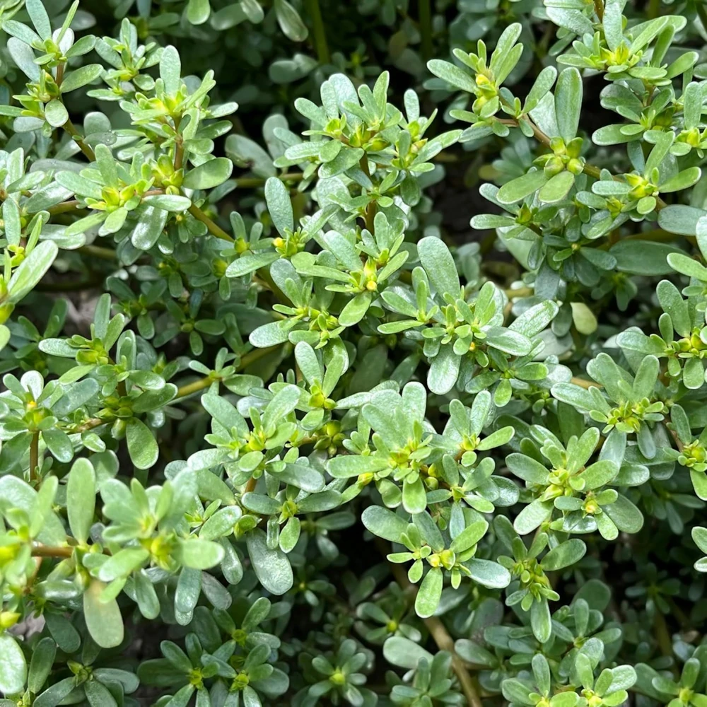 Green Purslane Live Plant - Edible Groundcover Herb, 4" Pot, Outdoor - Image 5