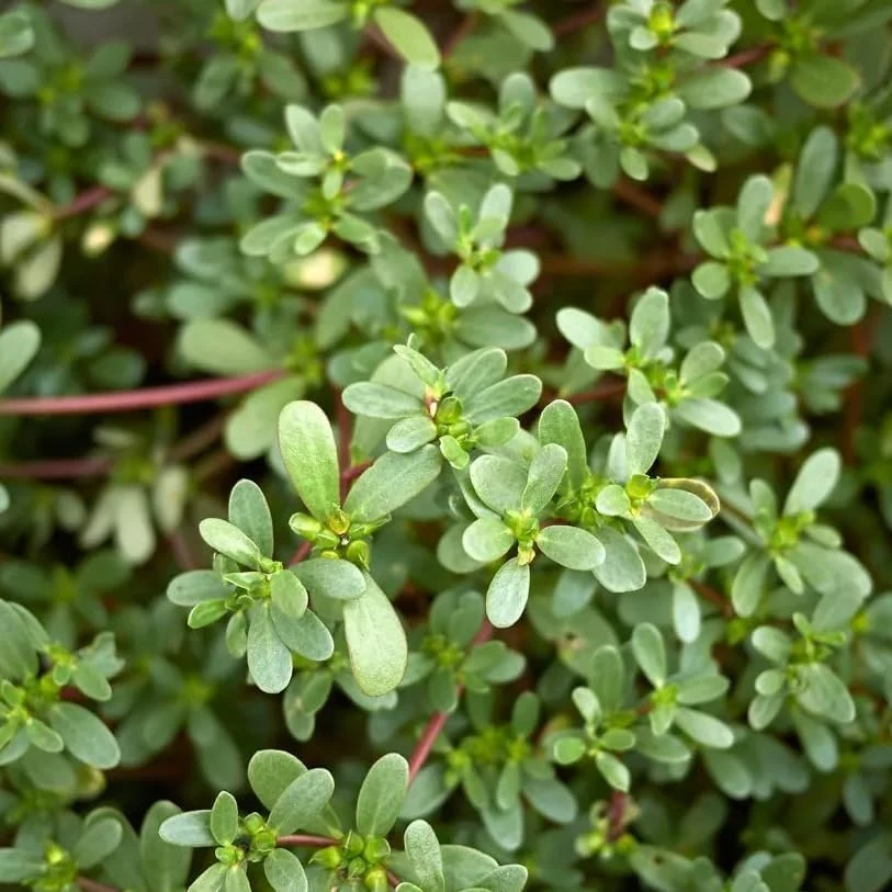 Green Purslane Live Plant - Edible Groundcover Herb, 4" Pot, Outdoor - Image 6