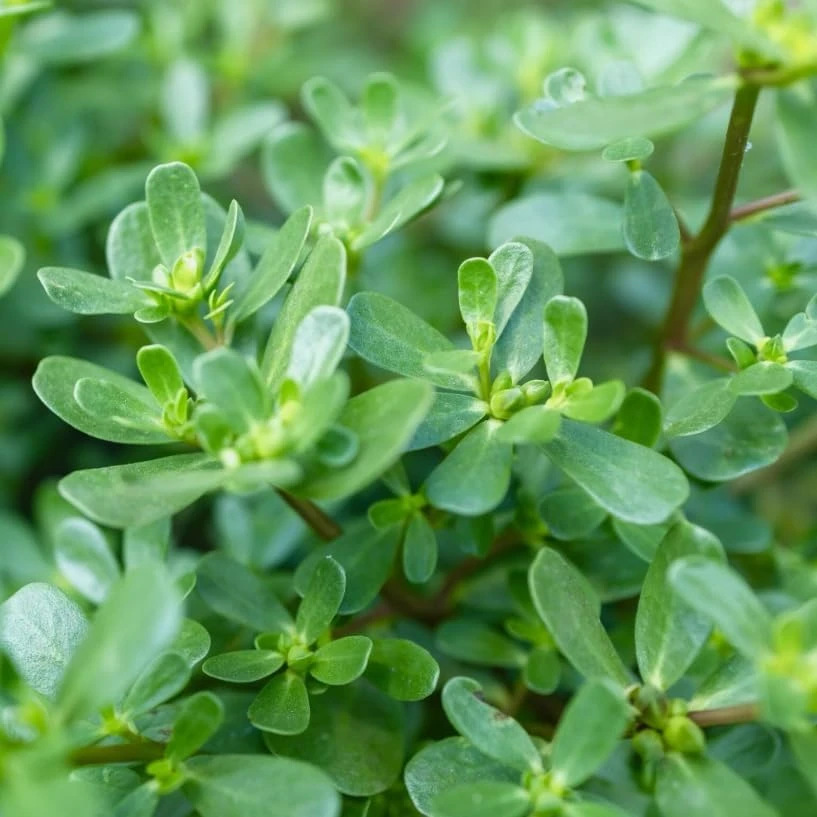 Green Purslane Live Plant - Edible Groundcover Herb, 4" Pot, Outdoor - Image 7