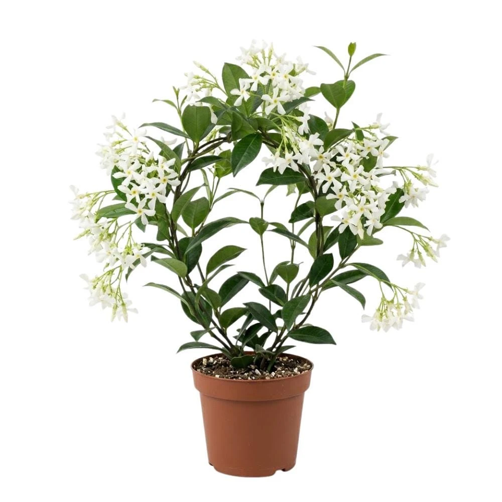 Green Star Jasmine Live Plant, 3 Inch Pot, 4-6 Inch Tall, Fragrant Climbing Vine - Image 1