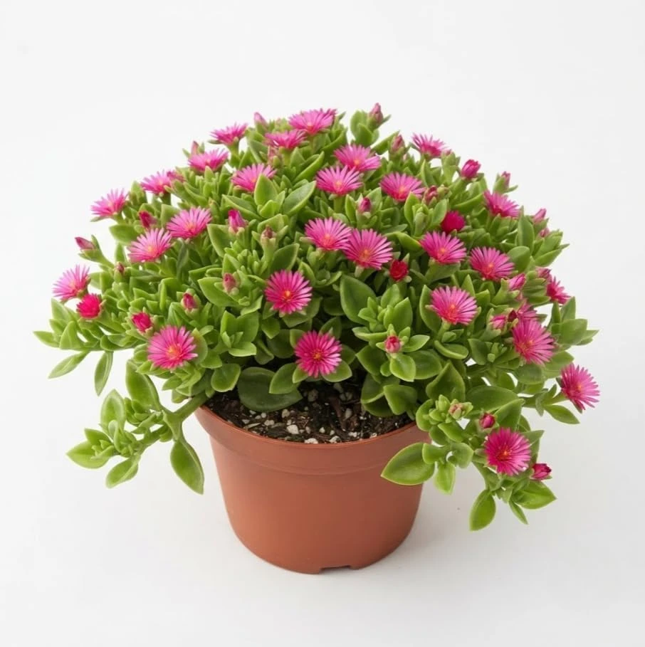 Green Sun Rose Succulent Live Plant, Aptenia Cordifolia, Trailing Ice Plant, Ground Cover, 4 Inch Pot Size - Image 1