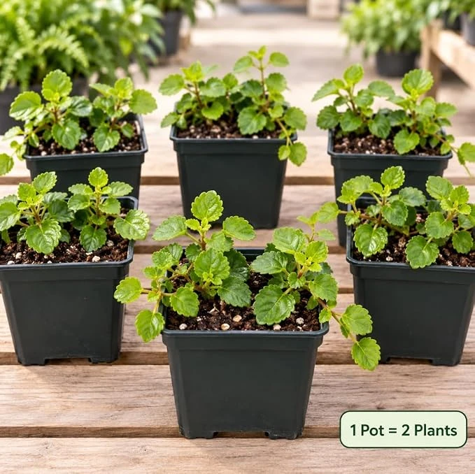 Green Swedish Ivy Plant Plectranthus Creeping Vine, Live Plant in 4" Pot - Image 1