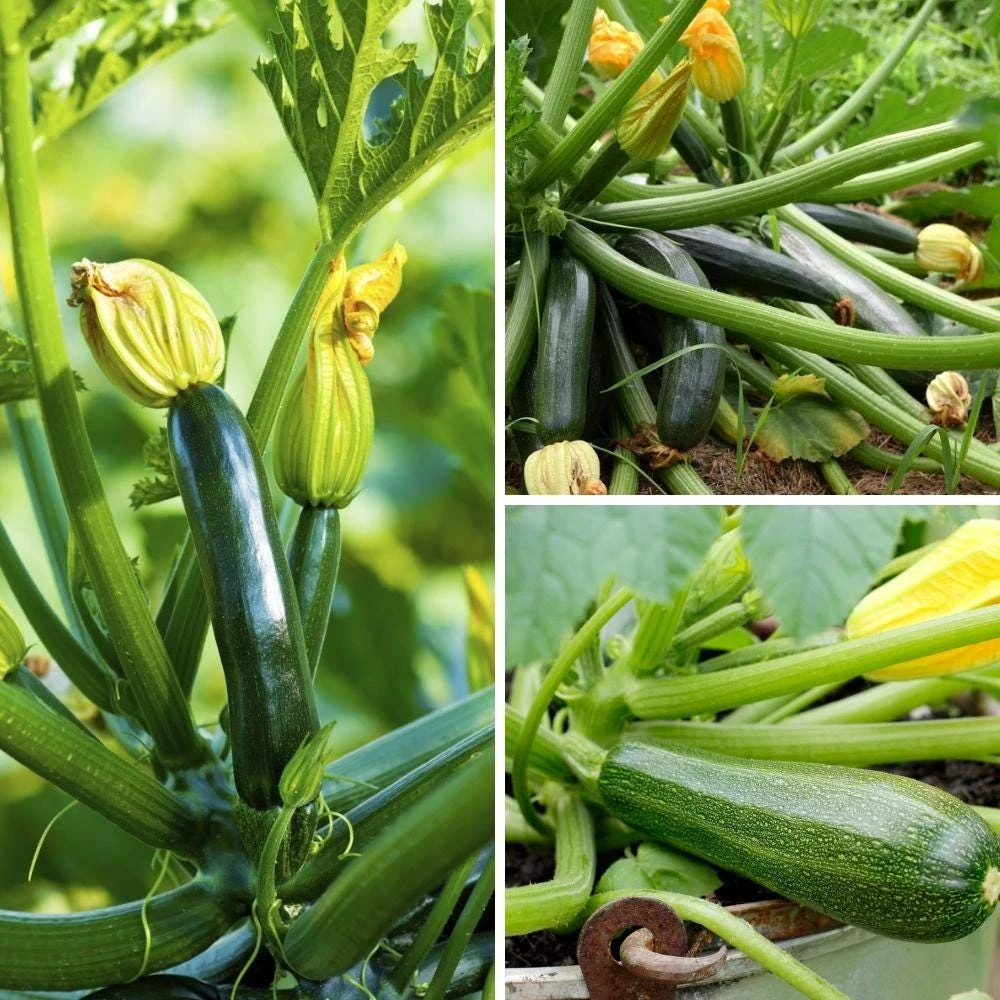 Green Zucchini Live Plant, 4in Pot, Beginner-Friendly Vegetable, Easy Grow Gift - Image 2