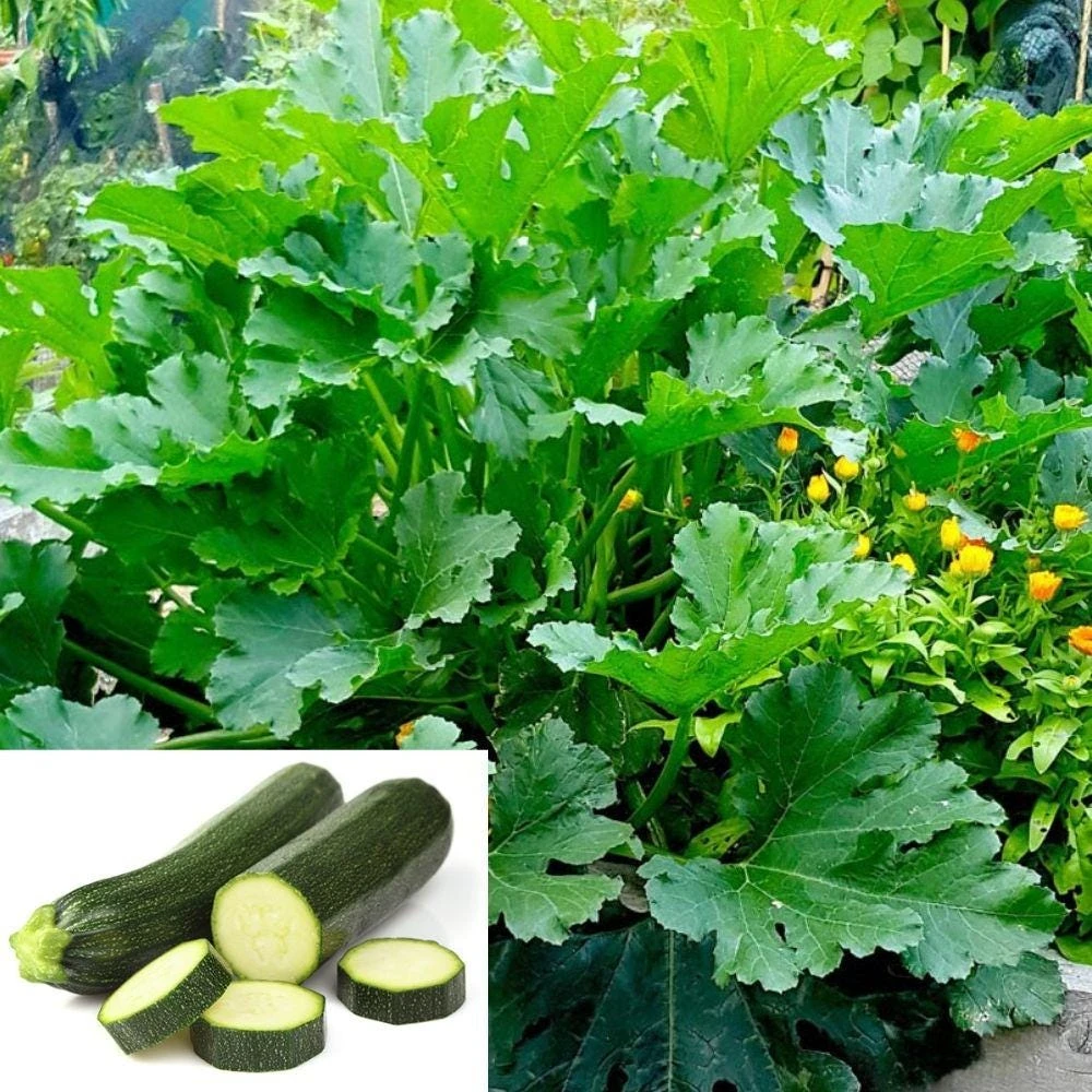 Green Zucchini Live Plant, 4in Pot, Beginner-Friendly Vegetable, Easy Grow Gift - Image 3