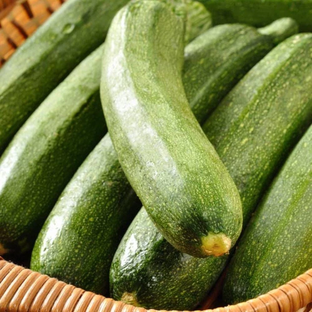 Green Zucchini Live Plant, 4in Pot, Beginner-Friendly Vegetable, Easy Grow Gift - Image 4