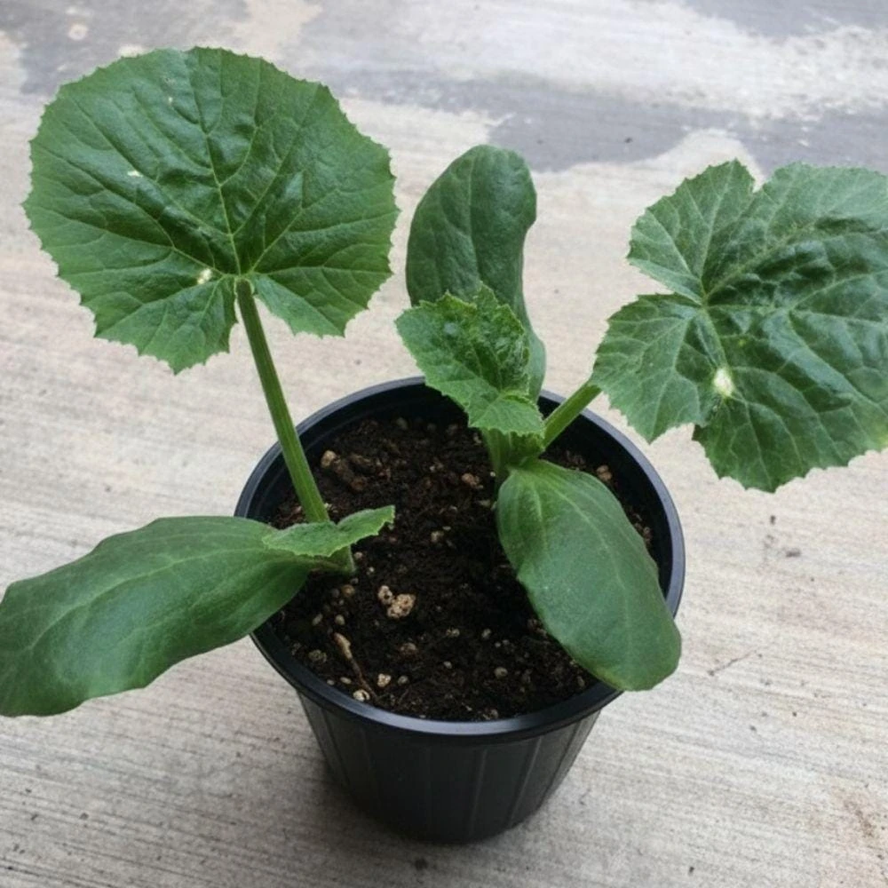 Green Zucchini Live Plant, 4in Pot, Beginner-Friendly Vegetable, Easy Grow Gift - Image 5