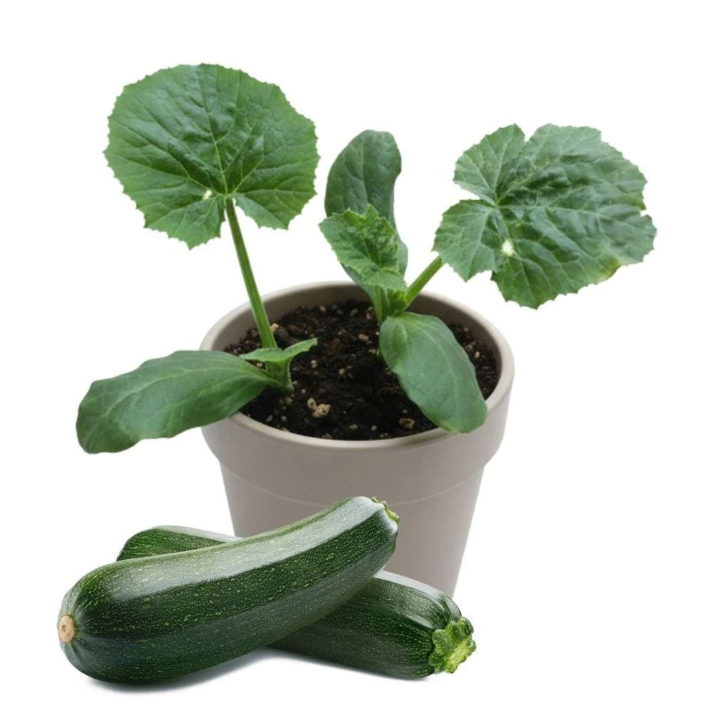 Green Zucchini Live Plant, 4in Pot, Beginner-Friendly Vegetable, Easy Grow Gift - Image 1