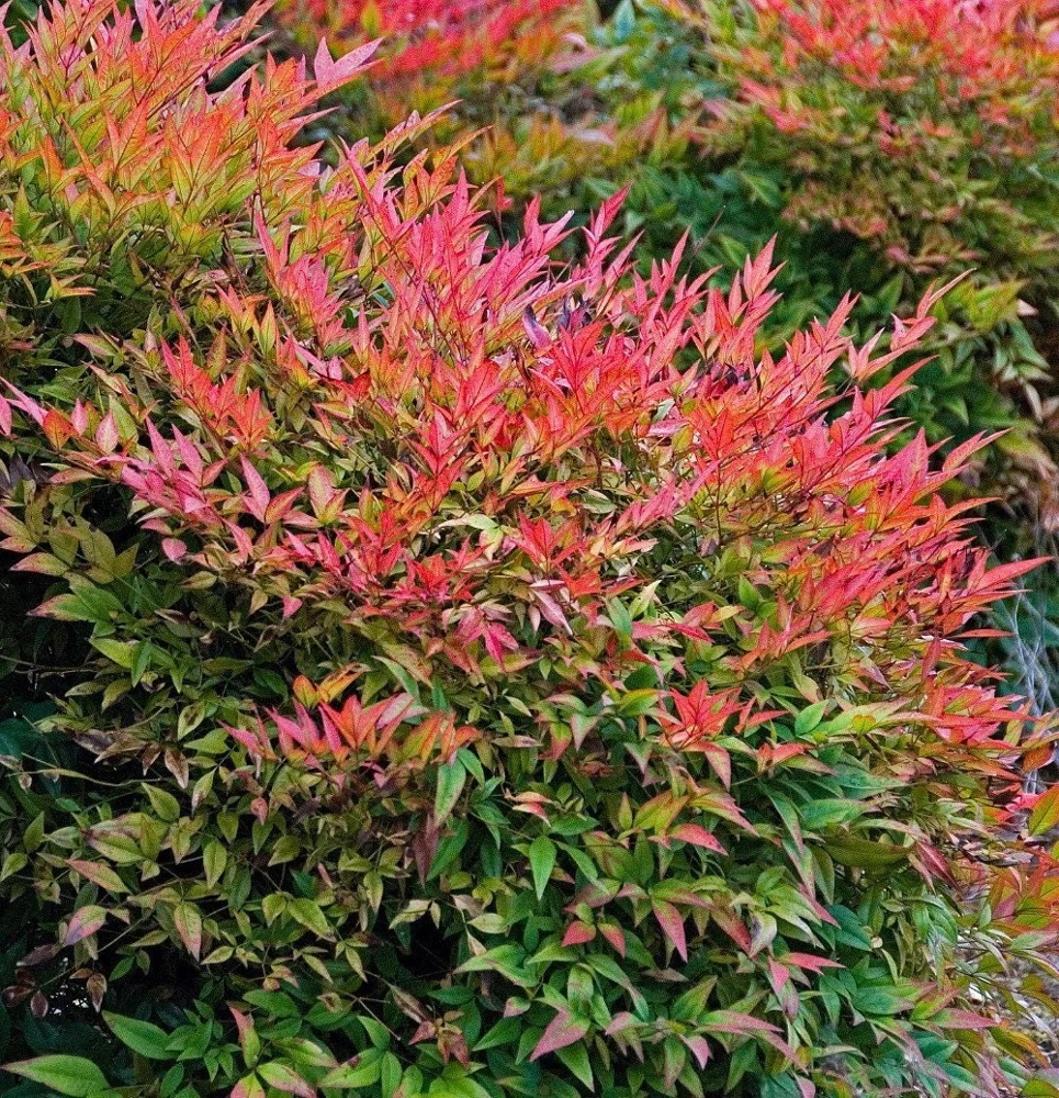 Gulf Stream Nandina Live Plant – 1 Quart Pot – Colorful Shrub – Outdoor - Image 1