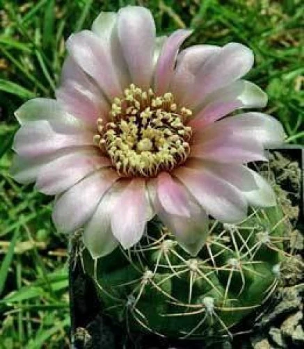 Gymnocalycium Kieslingii Heidiae Seeds - 10 Pack - Rare Cactus Seeds - Image 1
