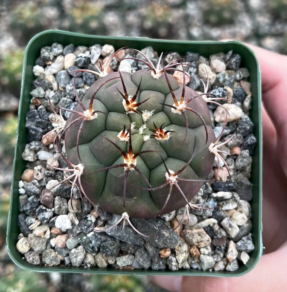 Gymnocalycium Saglionis Cactus Live Plant - Giant Chin Cactus, 3 inch Pot - Image 1