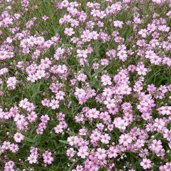 Gypsophila elegans Rosea Baby's Breath Seeds - 100 Pink Seeds - Image 1