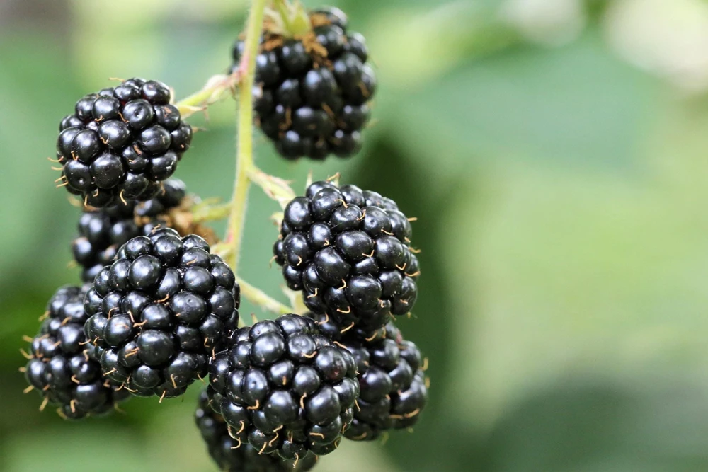 Hall's Beauty Thornless Blackberry Live Plants - 2 Pack, Trailing, Zones 6-8 - Image 1